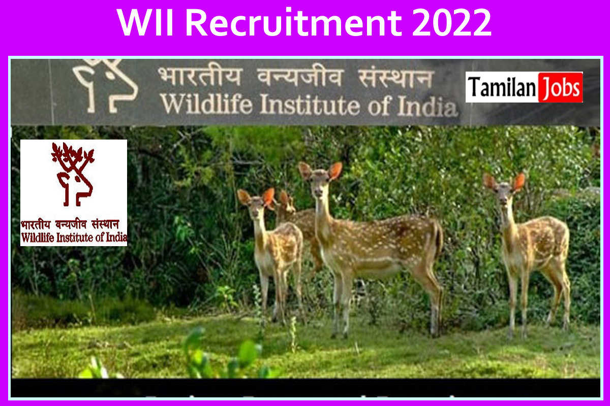 WII Recruitment 2022 - Tamilan Jobs WII Recruitment 2022