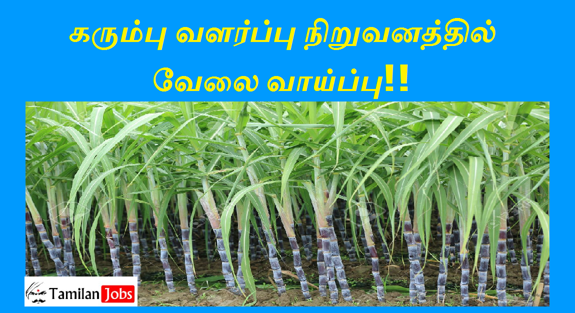 Sugarcane Breeding Institute Recruitment 2023