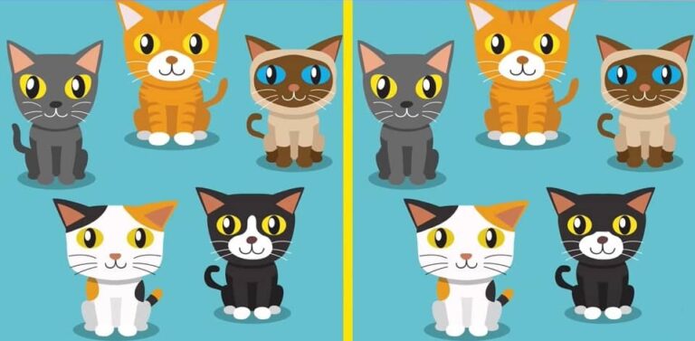 Brain Teaser: Can You Find Differences Between The Cats? Solve It in 13 secs