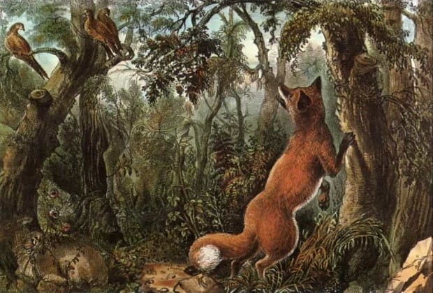 Brain Teaser To Test Your IQ: A Fox Is Trying To Hunt Birds, Find The Hidden Faces in 15 Secs